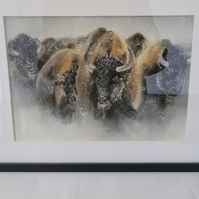 1er prix de Grain de Folie 25 (Les Bisons de G. Rous)